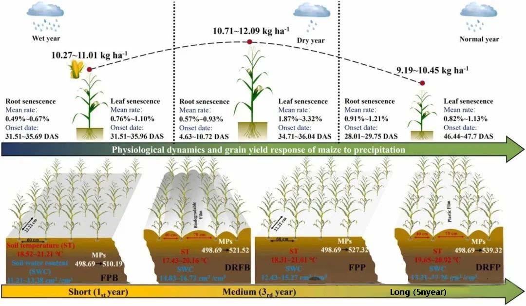 1754380386359839.jpg 02.jpg